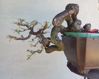 タマリンド（Tamarindus indica）、ユニークなスタイル、盆栽、実写写真