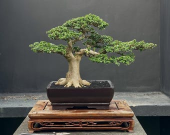Premna microphylla Bonsai Tree, Real picture, Tropical plant