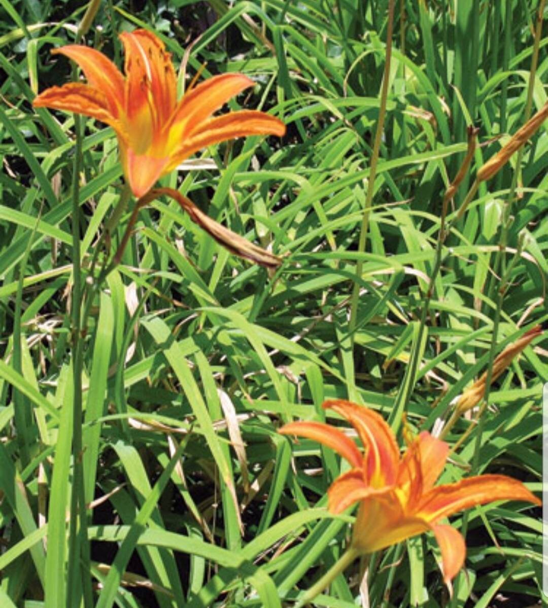 Orange Daylily 10pcs Edible Flower Young Shoots & Roots Etsy
