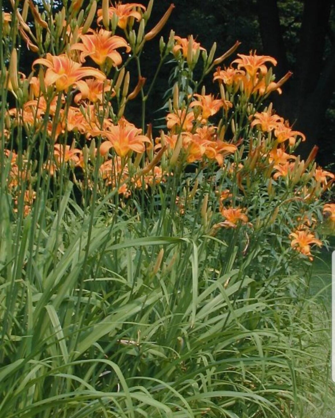 Orange Daylily 10pcs Edible Flower Young Shoots & Roots Etsy