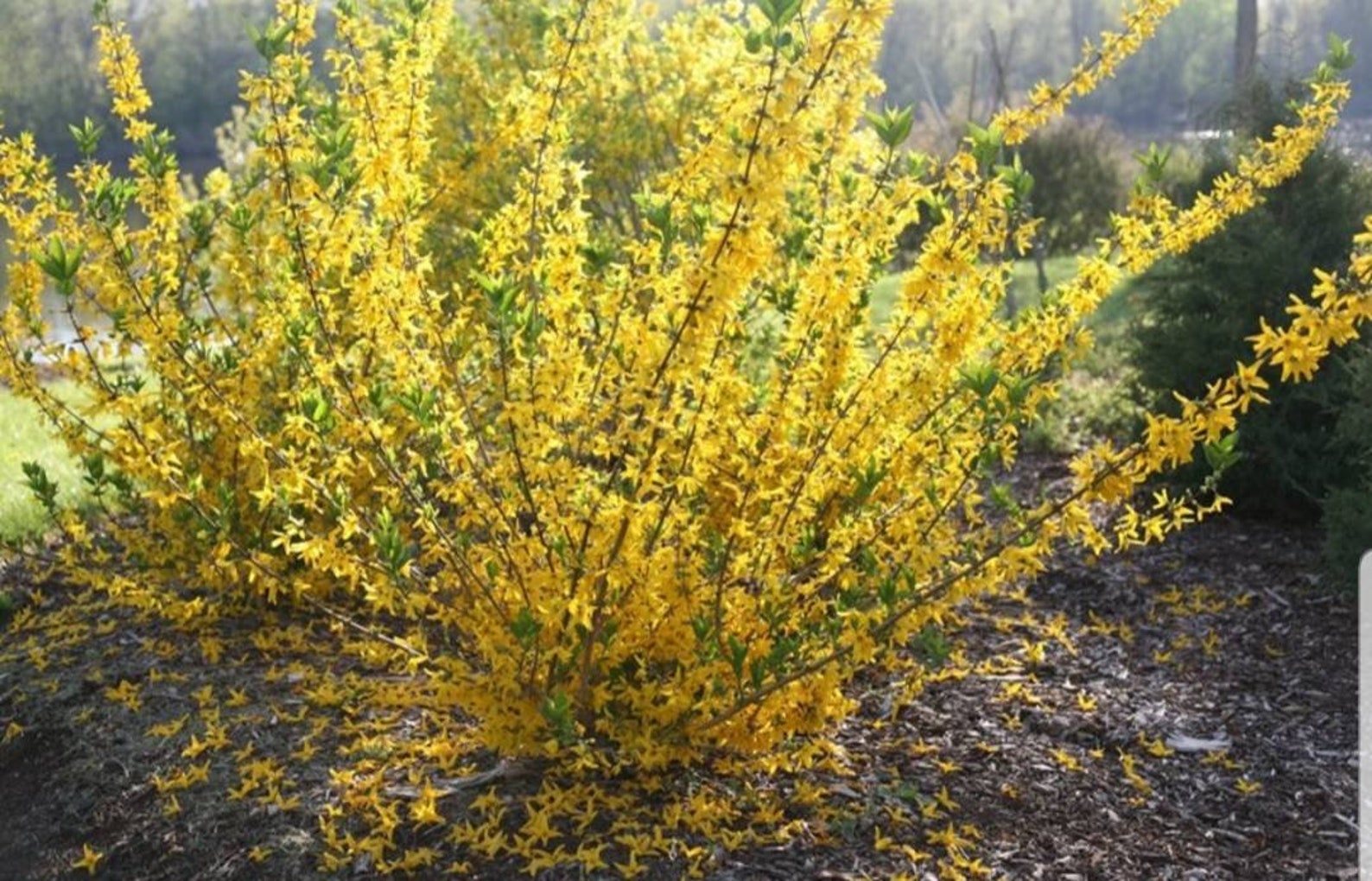 Forsythia 4 pcs Golden Shrub Edible Flowers Early Etsy
