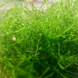 May include: A close-up of a vibrant green moss plant, commonly used in aquariums and terrariums. The moss has a delicate, feathery texture and is a popular choice for adding a natural touch to aquatic environments.