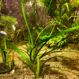 Jungle Val Vallisneria Americana Tape Grass