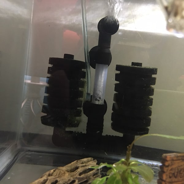 Active/Cycled/Seeded dual Sponge Filter 1+month cycled Plus one free Plant and ammonia source