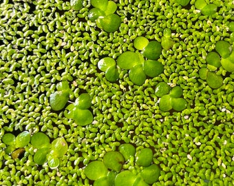 Bag of Duckweed  aquatic freshwater live plant, ponds and aquarium plant 100 200 and 300+ petals