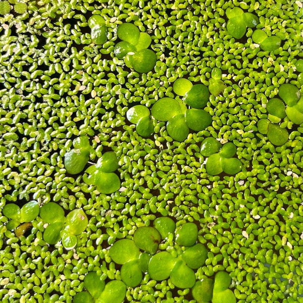 Bag of Duckweed  aquatic freshwater live plant, ponds and aquarium plant 100 200 and 300+ petals