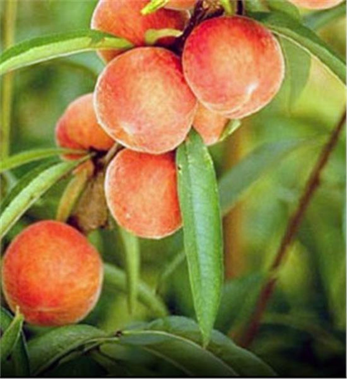 Belle of 4'6' Ft. Tall Peach Tree Etsy