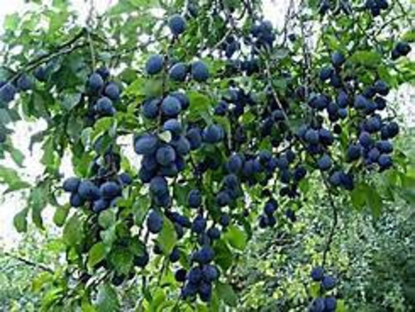 Blue Damson Plum Tree 46 feet Etsy