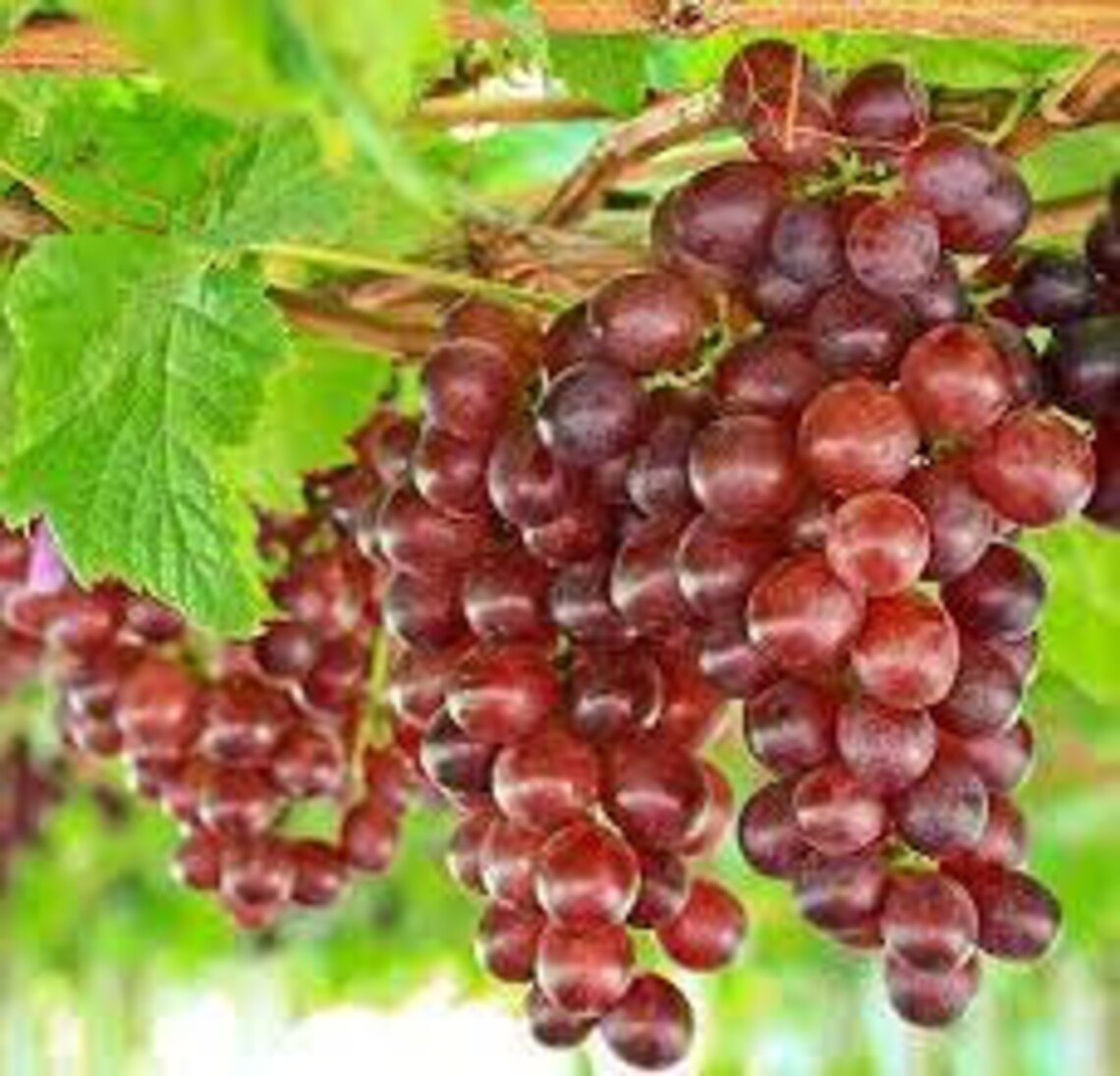 Reliance Seedless Grape 2 Gallon Etsy