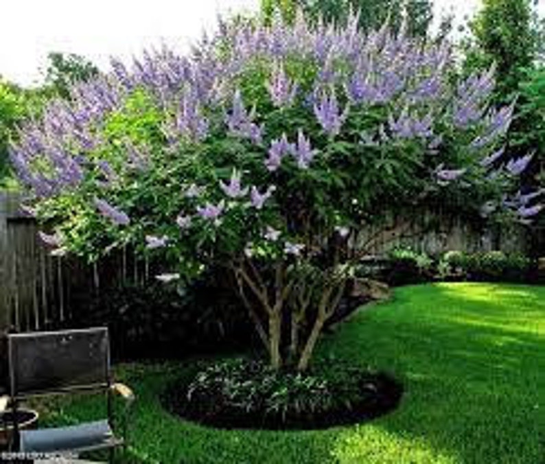 Shoal Creek Vitex Tree. 3 Gallon Etsy