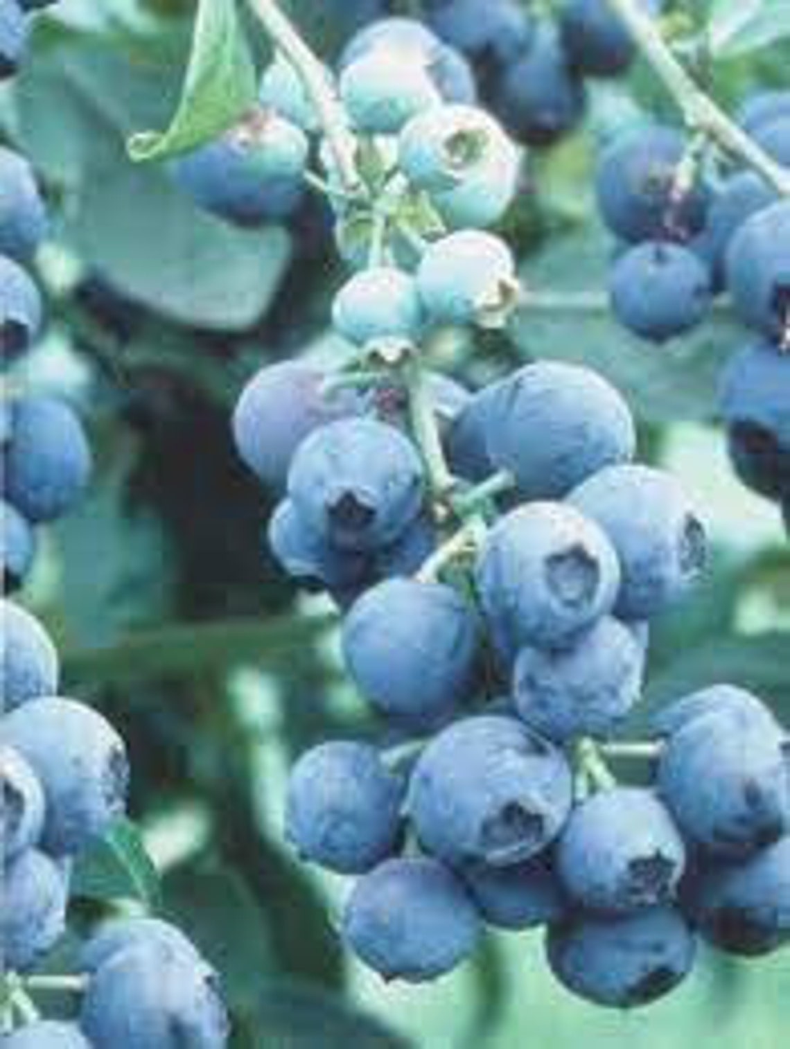 Powder Blue Blueberry 2'3' Fruit Bearing Plants Etsy