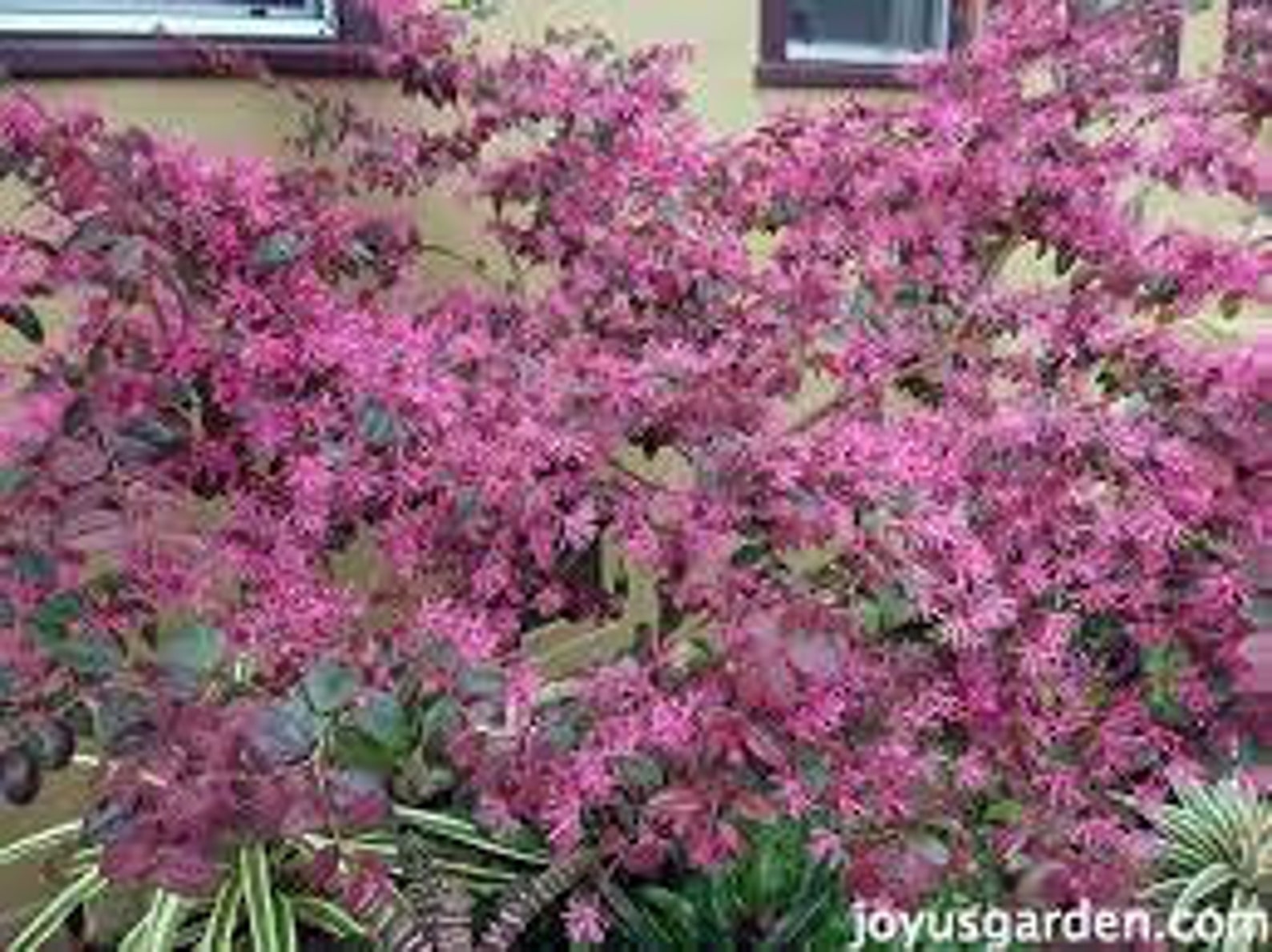 Burgundy Loropetalum Shrub 5 Gallon Etsy