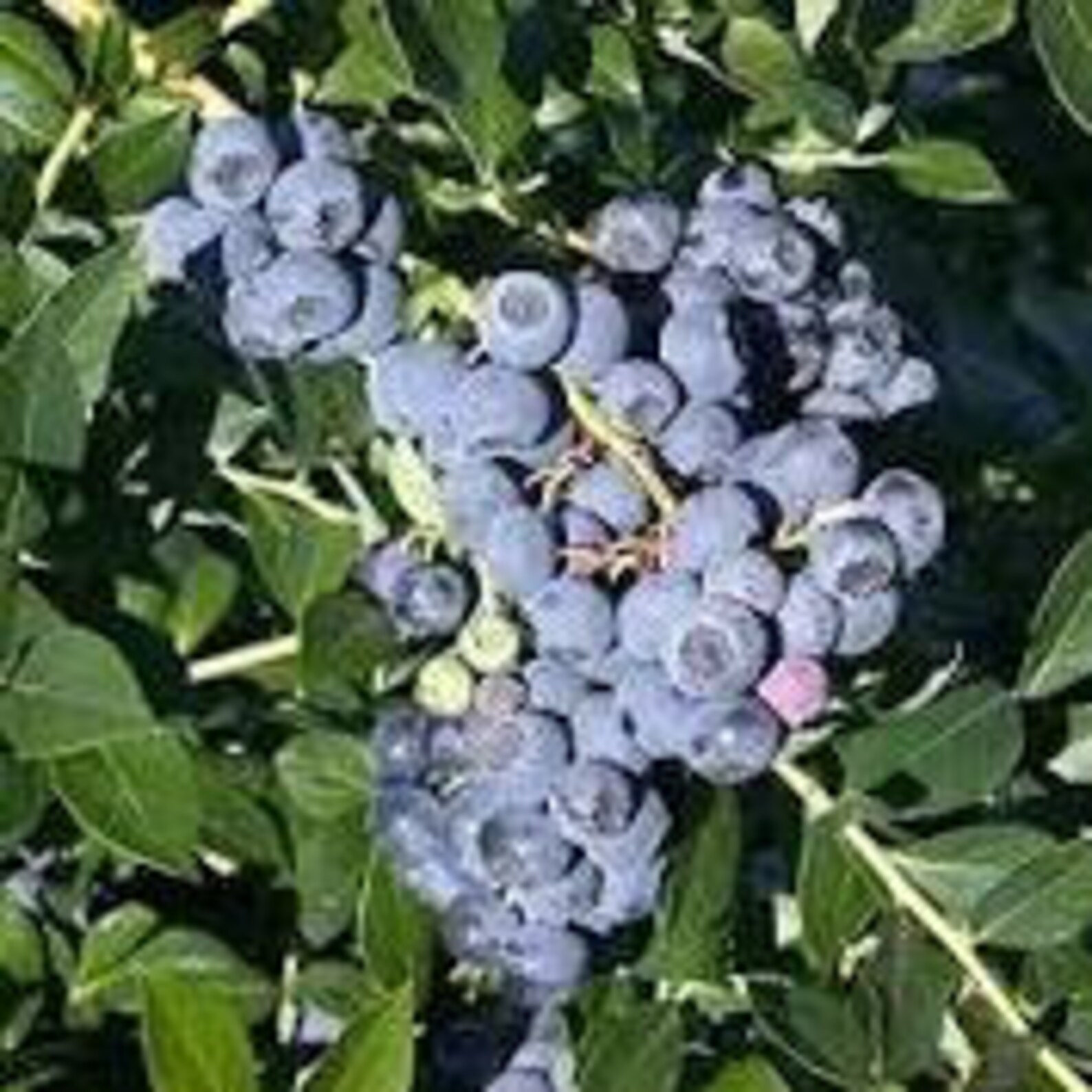 蓝莓产地在哪里（中国蓝莓主要产地分布及品种介绍） | 说明书网