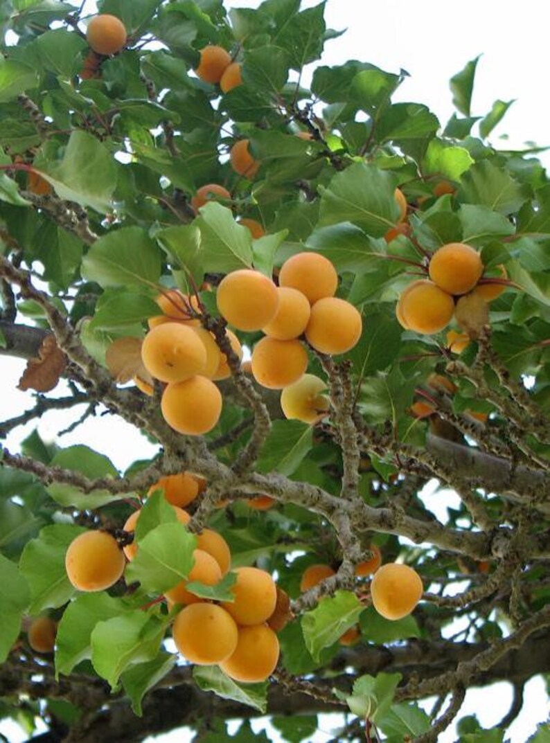 Gold Kist Apricot Tree 46 Feet Tall Etsy