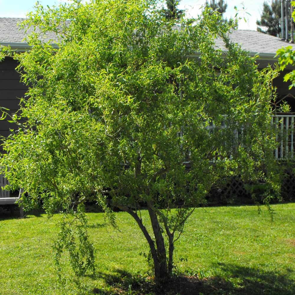 Corkscrew Willow Tree 46ft Tall Etsy
