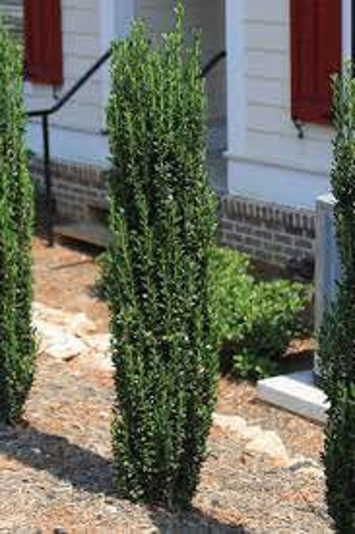 Sky Pencil Japanese Holly Shrub 1 Gallon. Etsy