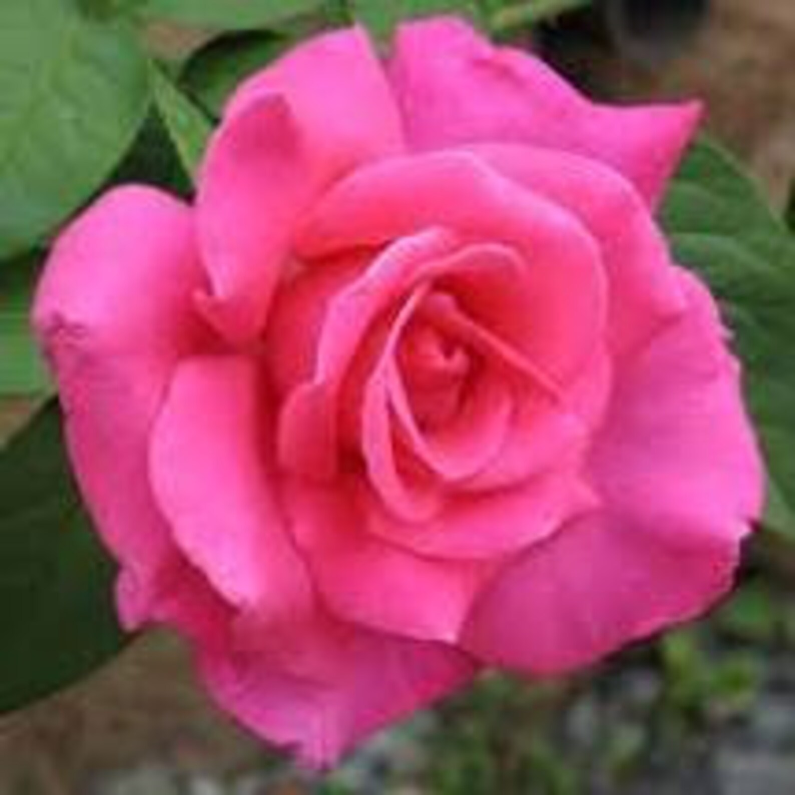 Perfume Delight Hybrid Tea Rose Pink 1 Gallon Etsy