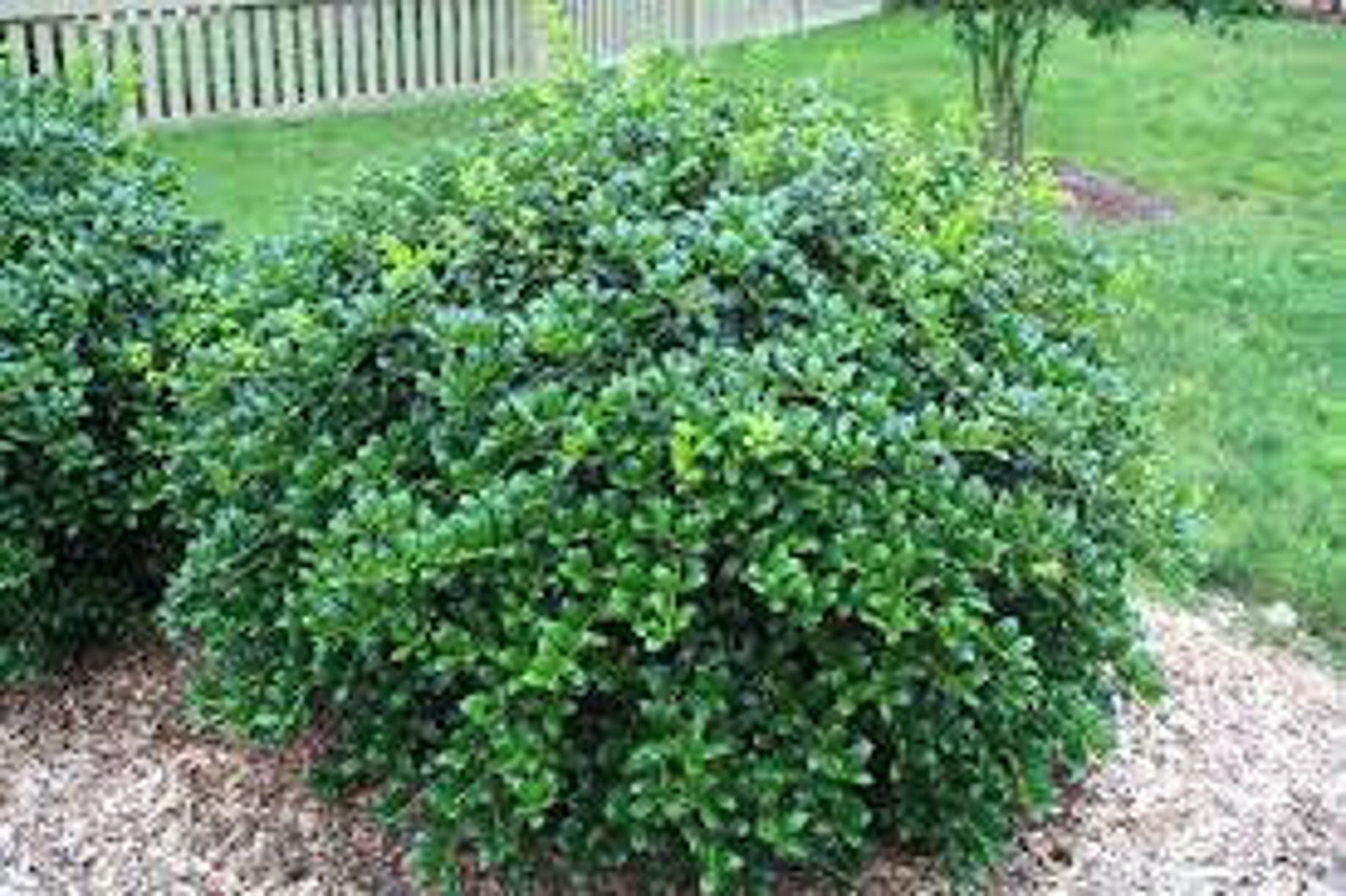 Dwarf Burford Holly Shrub 3 Gallon New Healthy Hedge Plant Etsy