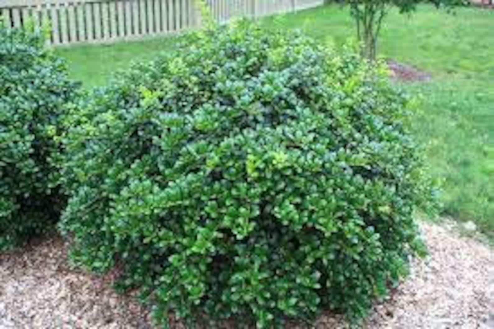 Dwarf Burford Holly Shrub 1 Gallon New Healthy Hedge Plant Etsy