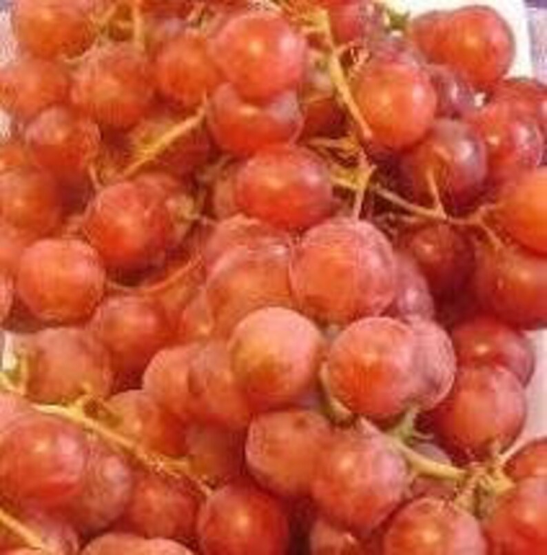 Red Flame seedless Grape 1 Gallon Etsy
