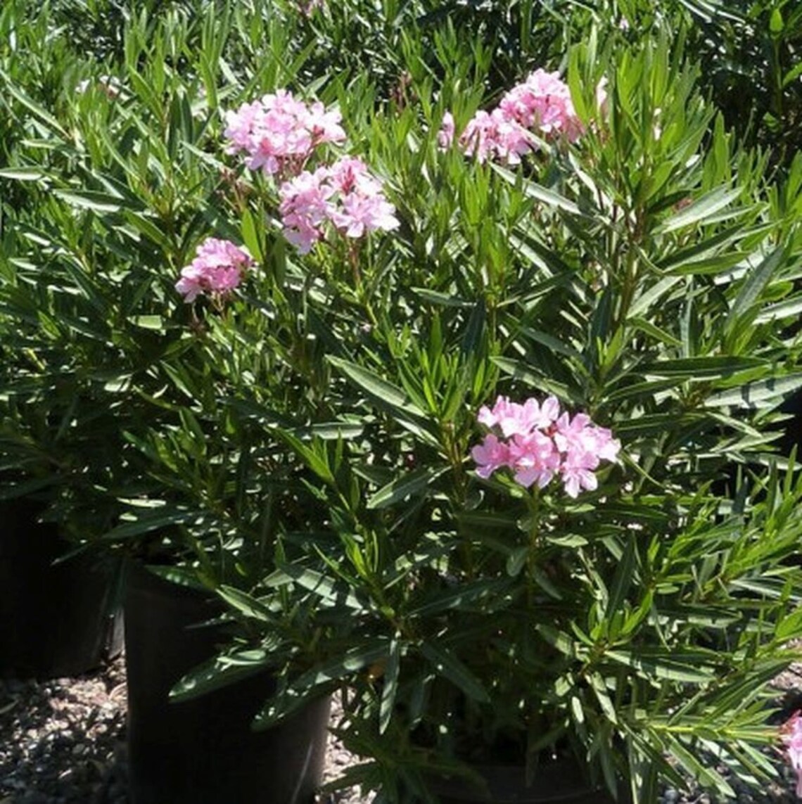 Pink Oleander Plant. 3 Gallon Flowers. Easy to Grow. Beautiful Etsy