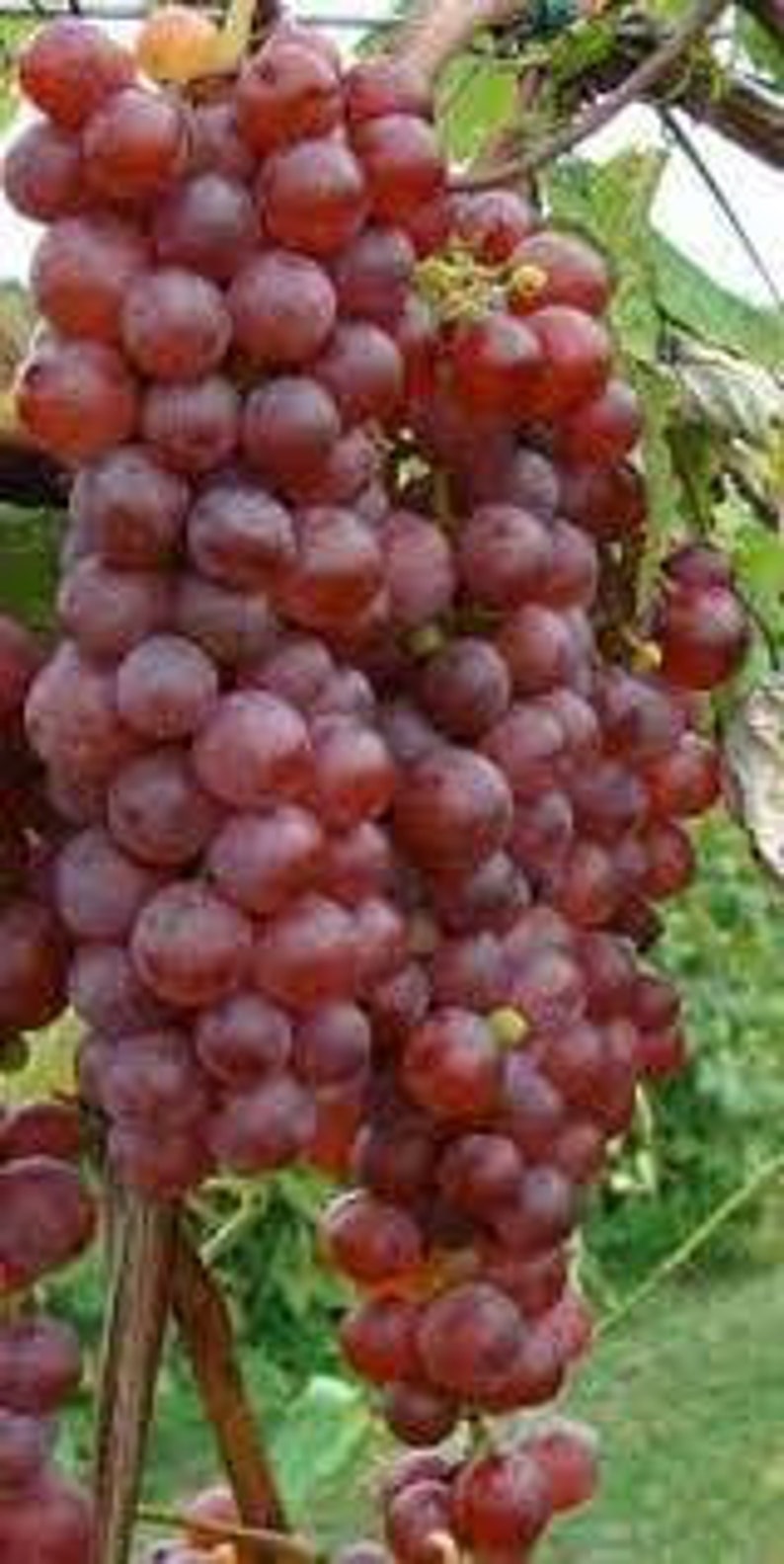1 Gallon Vanessa Red Seedless Grape Vine. home Garden. Easy to Etsy