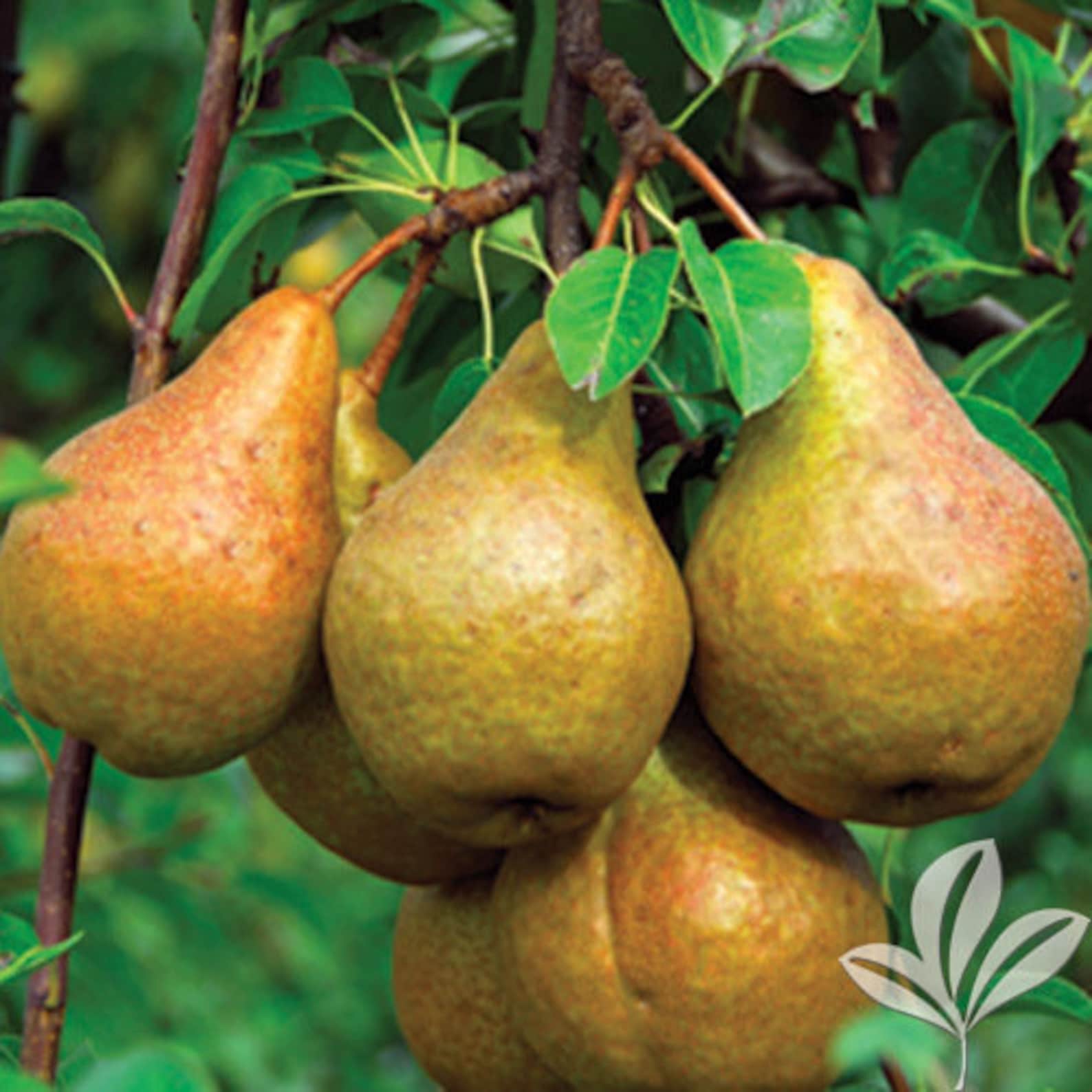 Pineapple Pear Tree. 4'6' ft. Fruit Tree Etsy