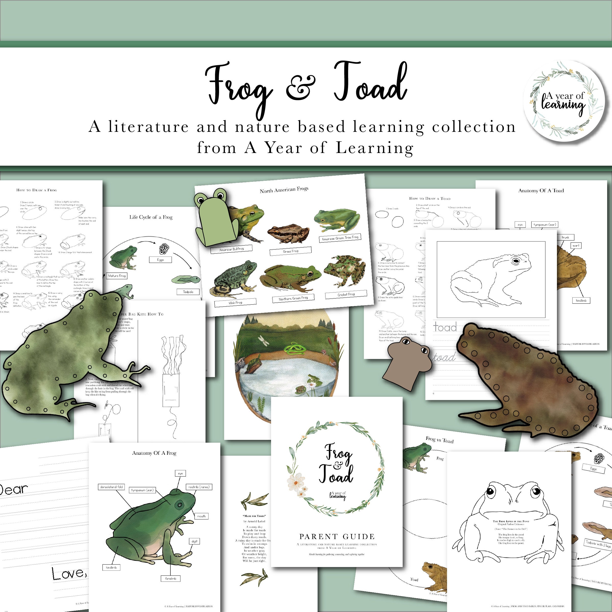 Frog and toad - Anatomy, Adaptations, Ecology