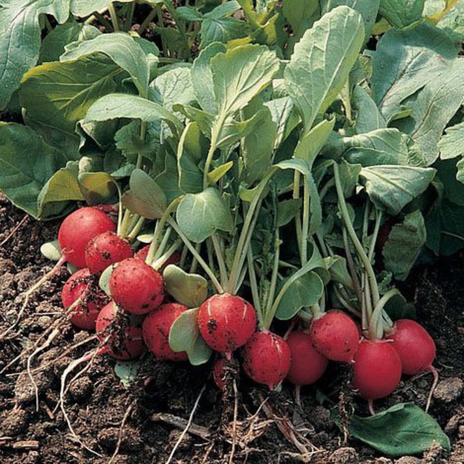 Early Scarlet Globe Radish Non GMO Heirloom Fresh Garden Etsy