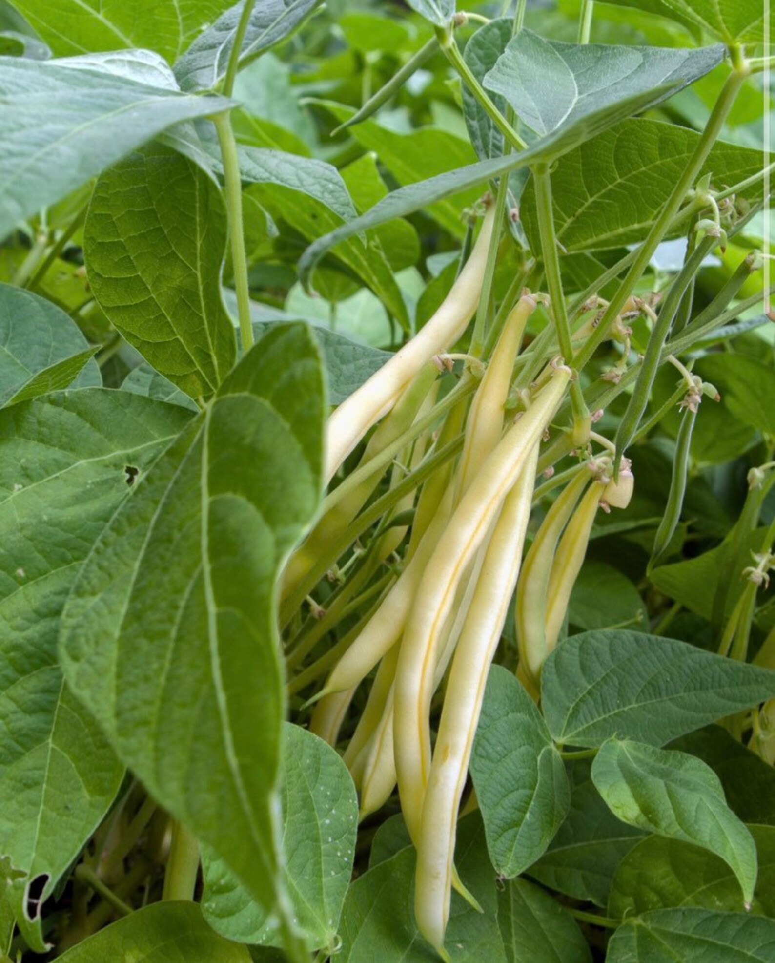 Golden Wax Bean Bush Variety Non GMO Heirloom Fresh Etsy