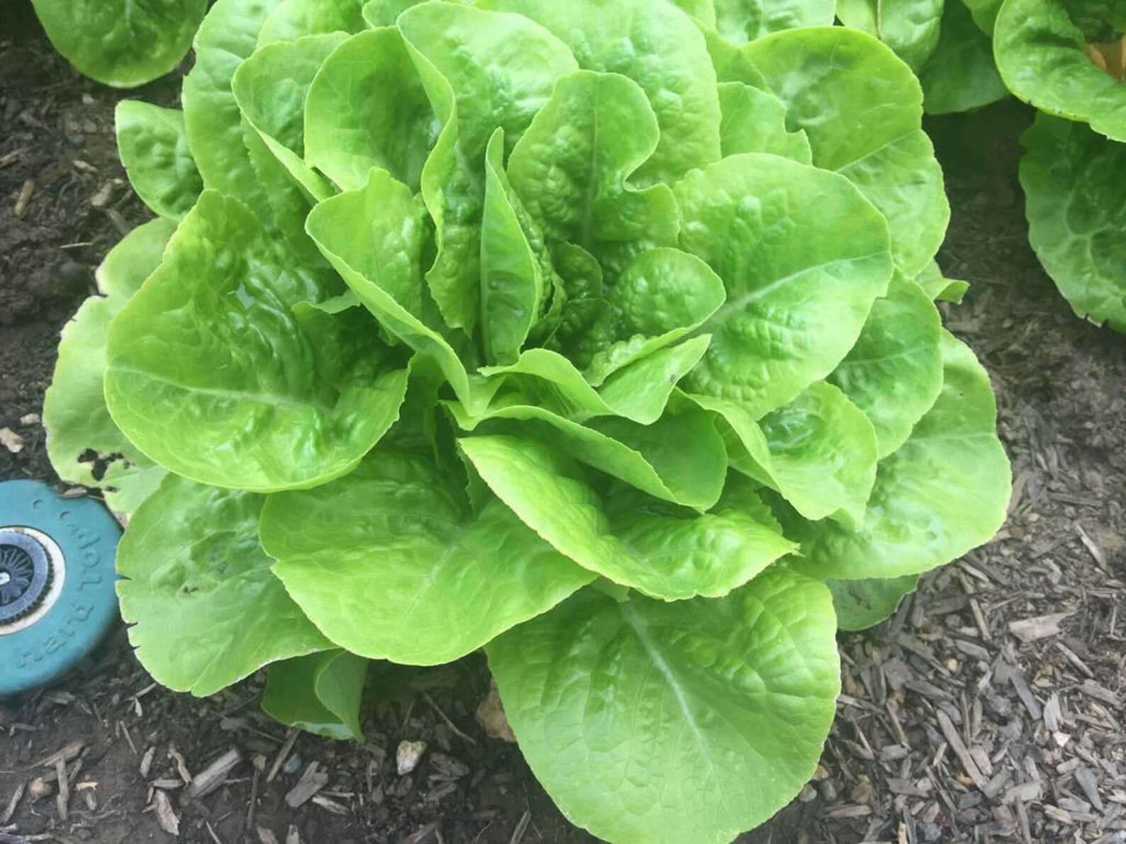Buttercrunch Lettuce Non GMO Heirloom Fresh Garden Seeds Etsy what-is-butter-lettuce-and-how-is-it-used