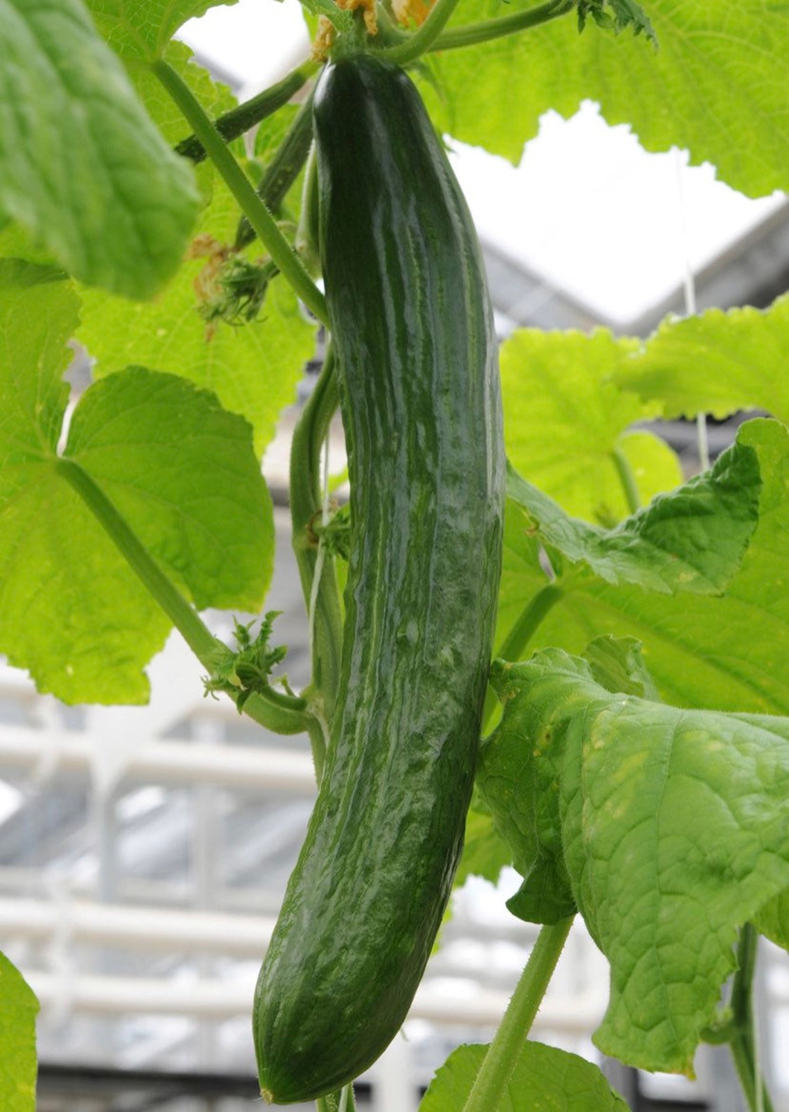 Cucumber Long Green Improved Non GMO Heirloom Fresh Etsy