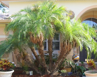 Phoenix Robellini 500 Seed Pygmy date palm, dwarf Date Palm