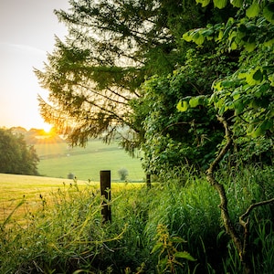 Stunning Woodland Print, Wiltshire, Flowers, Fields, Trees, Mist, Landscape Picture, Print, Wall Art, Fine Art, Photograph