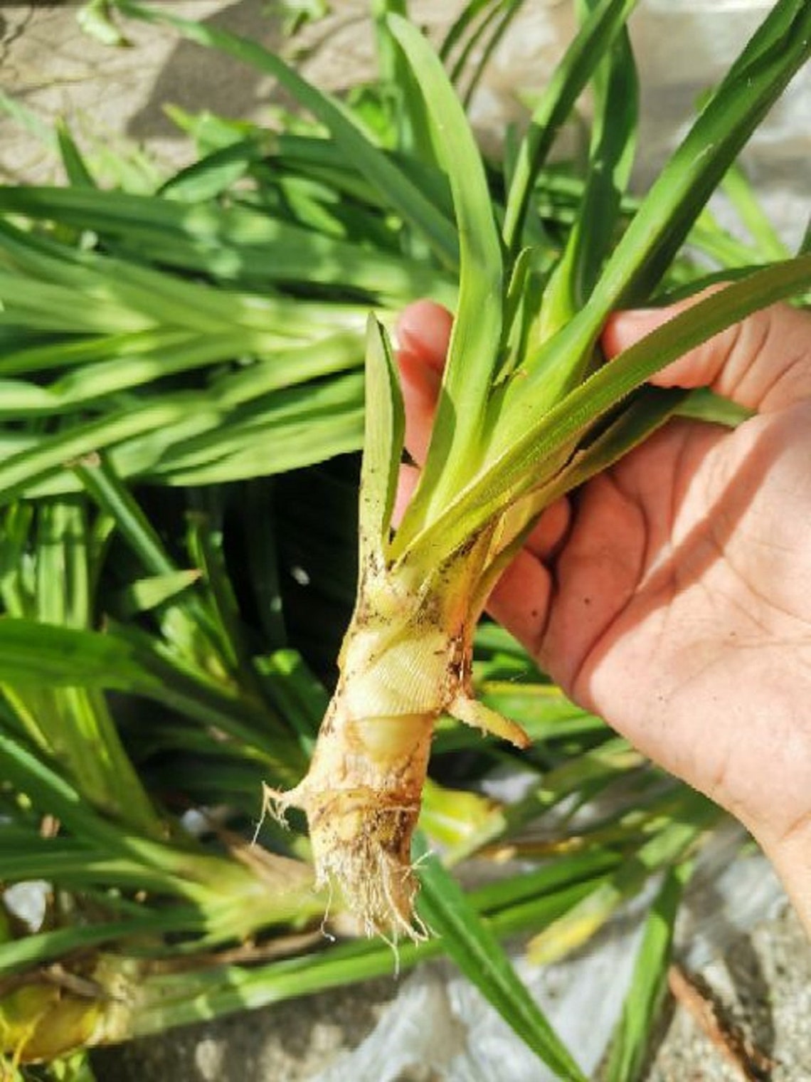 Pandan Plant Pandanus Amaryllifolius Live Roots for Etsy Canada