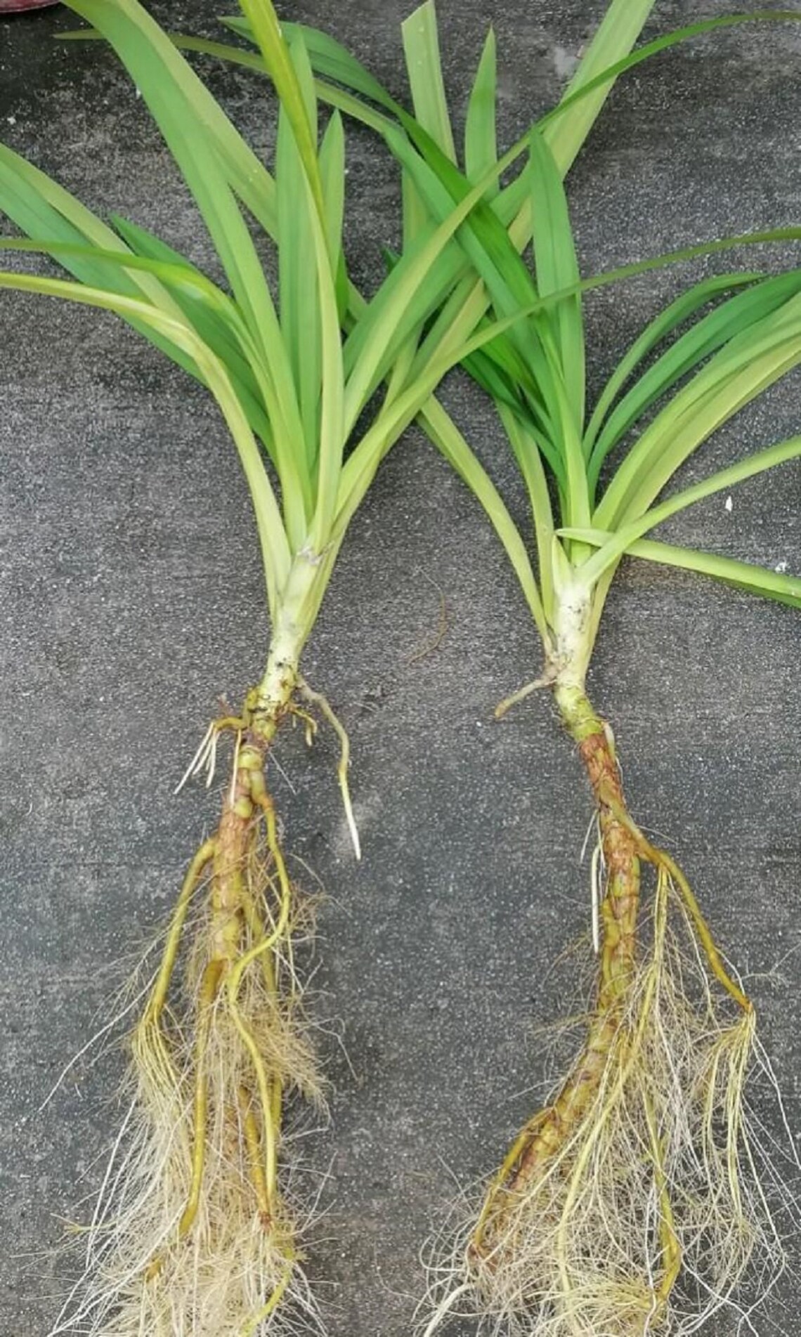 Pandan Plant Pandanus Amaryllifolius Live Roots for Etsy Canada