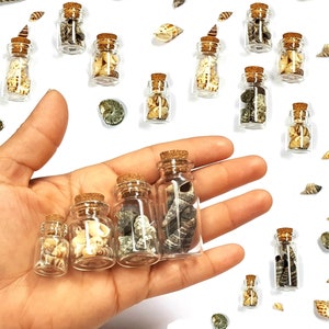 Tiny seashells in glass bottle with cork - Mini sea shells in glass jar for beach themed wedding party favors, DIY crafts, charms & pendants