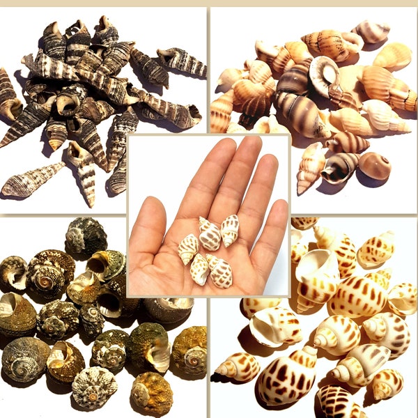 Mini Seashells for Terrariums and Beach-Themed Diorama Project, Loose Small Shells Beach Dollhouse Shells, Beach Sea Shell Decoration Crafts