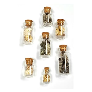 Small seashells in glass jar with cork - Decorative mini sea shells in a glass bottle for DIY beach wedding favors & beach theme crafts