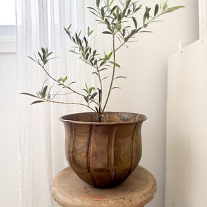 May include: A bronze-coloured, fluted planter pot holding a small olive tree. The pot sits on a rustic, round wooden stool with peeling paint. The olive tree has slender branches and green leaves. The background includes a sheer white curtain.