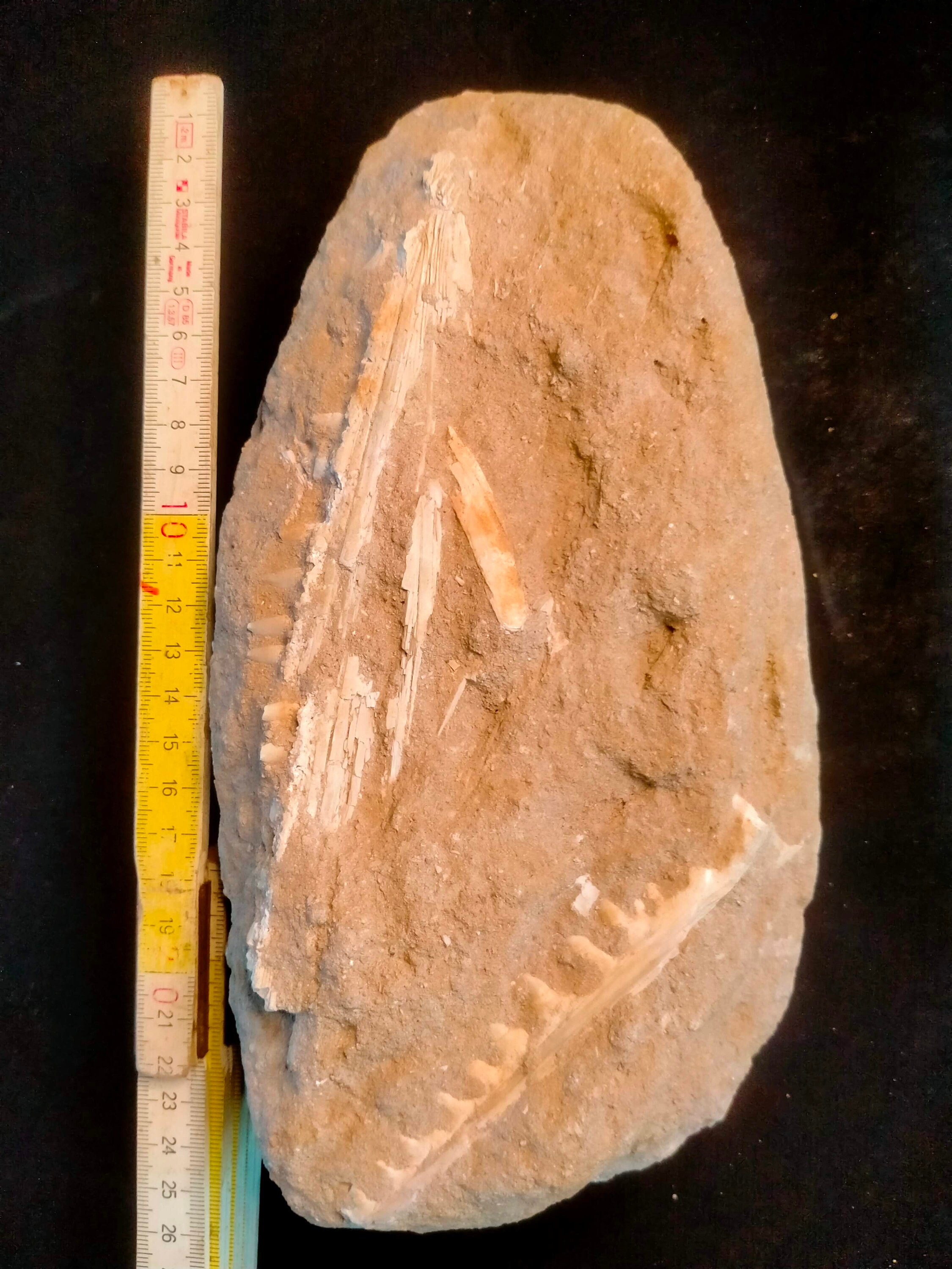 Two jaw fragments of Enchodus libicus