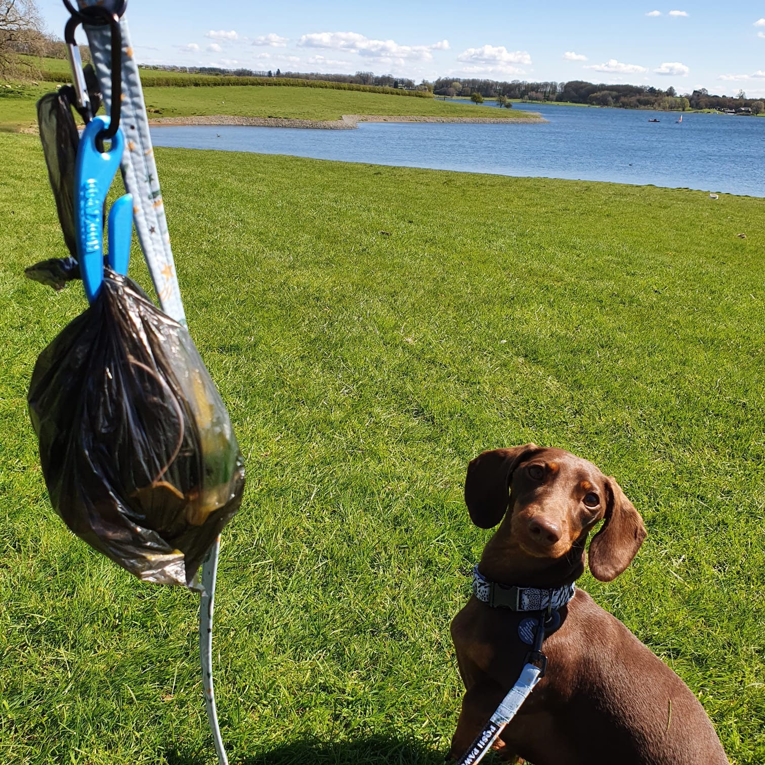 Hookapoo Dog Poop Bag Carrier Dog Poo Holder Clip on Hands free Sustainable Pink and Blue, Poo Hook