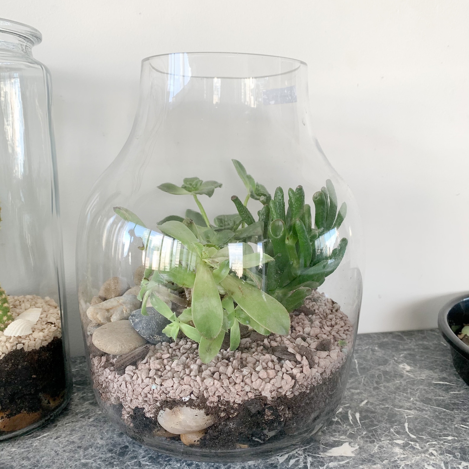DIY Terrarium Kit Succulent Indoor Plant Indoor Foliage Etsy