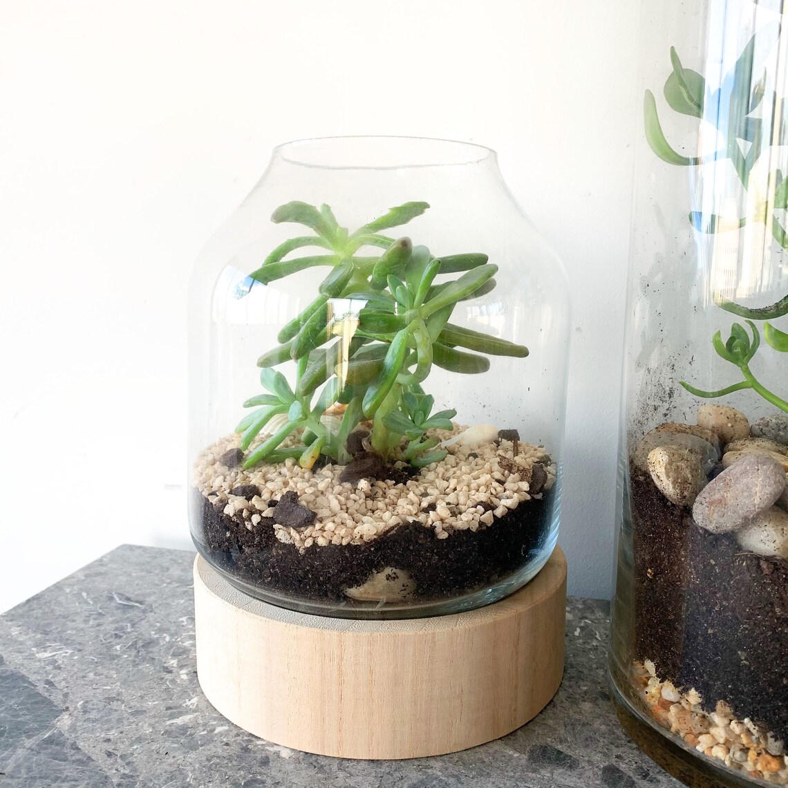 DIY Terrarium Kit Succulent Indoor Plant Indoor Foliage Etsy