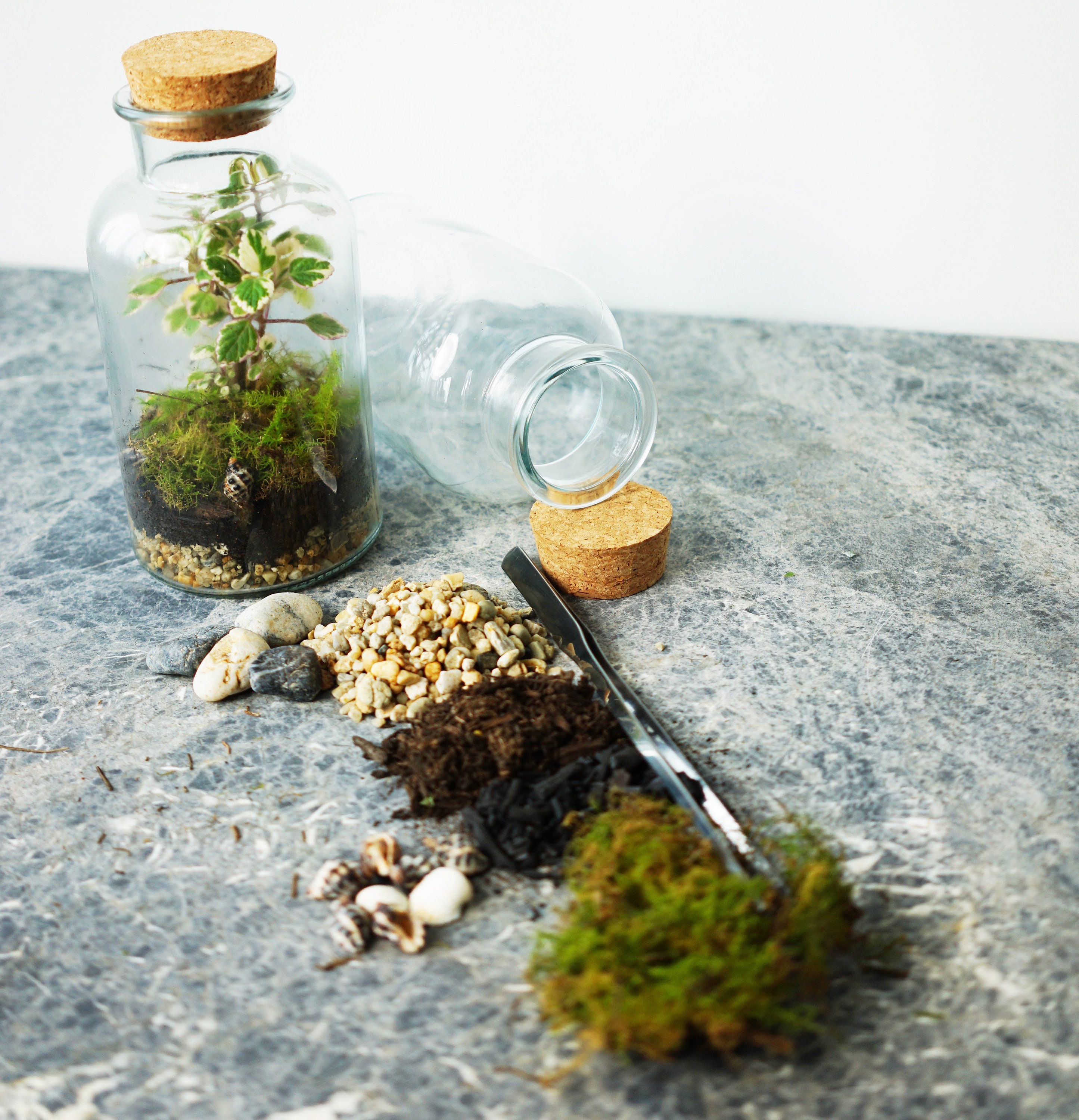 Rainforest DIY Terrarium Kit Indoor Foliage Forest Medium Etsy