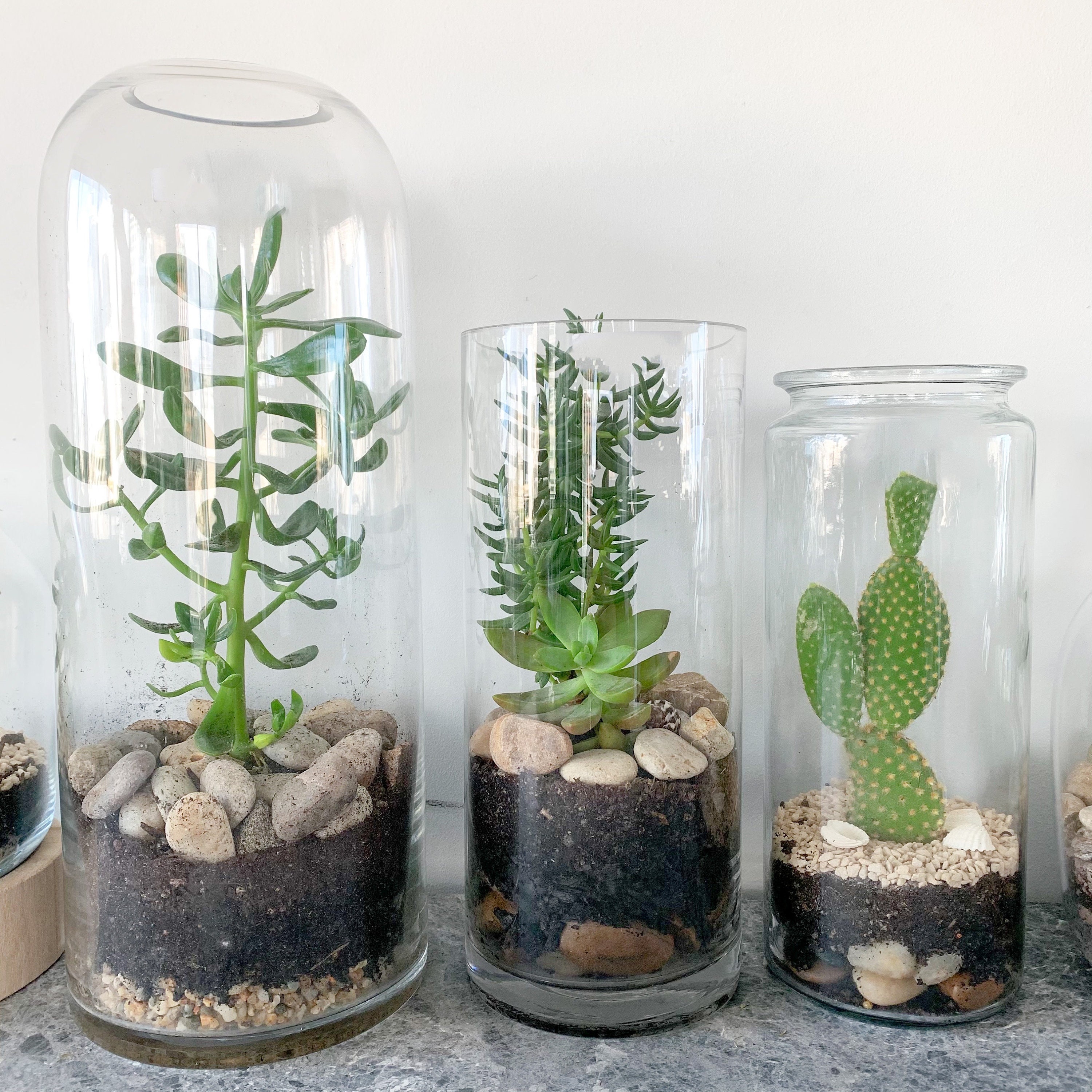 DIY Terrarium Kit Succulent Indoor Plant Indoor Foliage Etsy