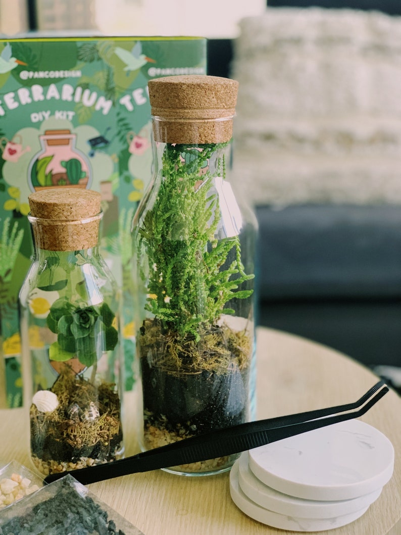 DIY Glass Rainforest Terrarium Kit indoor Foliage Forest Easy Etsy