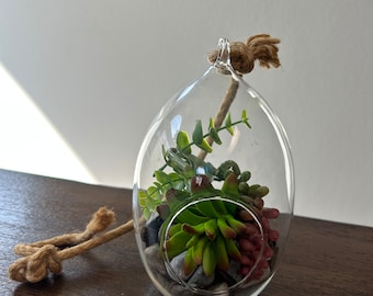 Glass Air plant hanger