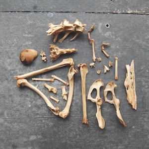 Può includere: Una collezione di ossa animali color marrone chiaro disposte su una superficie piana. Il set include varie vertebre, ossa lunghe, frammenti pelvici e pezzi scheletrici più piccoli, tutti caratterizzati da texture naturali e forme organiche.