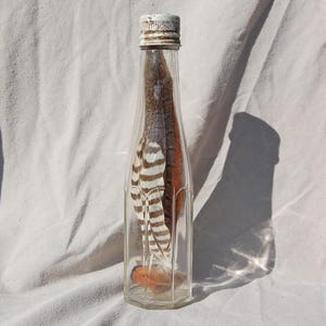 Frasco para amostras, pote para amostras, objeto curioso, armário de curiosidades, frasco de objetos estranhos, garrafa de objetos estranhos, garrafa vintage, garrafa vintage da Heinz, penas britânicas